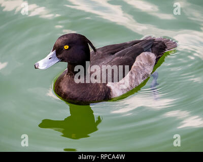 A tufted duck, Aythya fuligula, swims along the walking bridge across Inokashira pond in Tokyo, Japan. Stock Photo