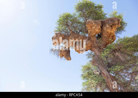 Large communal  nest of the Sociable Weaver, Philetairus socius, in Camel thorn tree, Vachellia erioloba, Kgalagadi Transfrontier Park, Northern Cape, Stock Photo