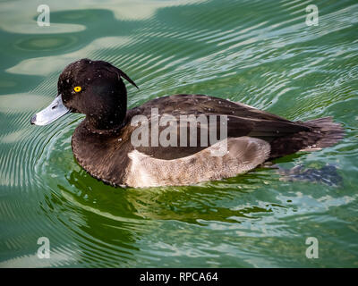 A tufted duck, Aythya fuligula, swims along the walking bridge across Inokashira pond in Tokyo, Japan. Stock Photo