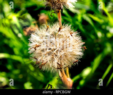 Aster flowers that have dried and gone to seed in late winter. Asters, daisies, and similar flowers produce seeds that are blown on the wind like dand Stock Photo