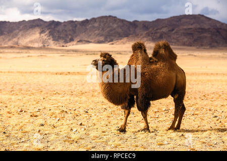 Camel in the steppes of Mongolia. Stock Photo