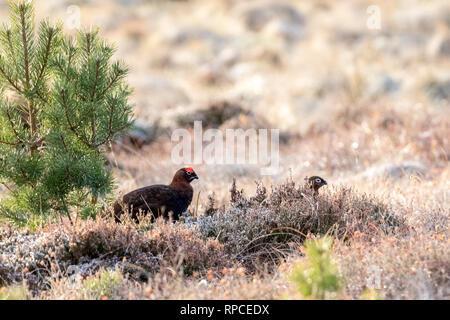 Red Grouse (Lagopus lagopus scotica) on heather in winter Stock Photo