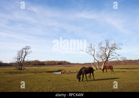 New Forest ponies beside a restored stream part of the Beaulieu River Longwater Lawn New Forest National Park Hampshire England UK April 2016 Stock Photo