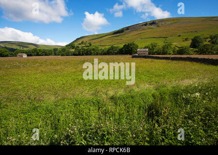 Old stone barn and hay meadows near Muker Swaledale Yorkshire Dales National Park Yorkshire England UK July 2016 Stock Photo