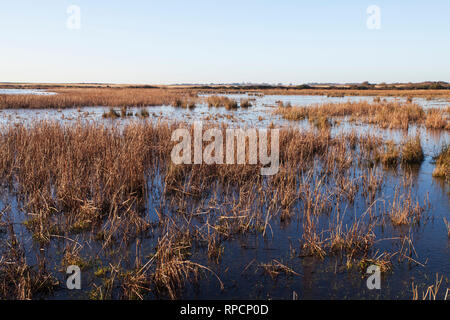 Early shops Morning Marsh