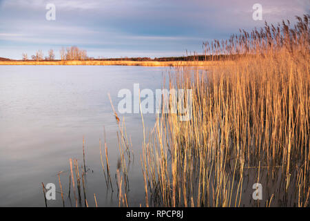 Grassy reeds by the sea. Stock Photo