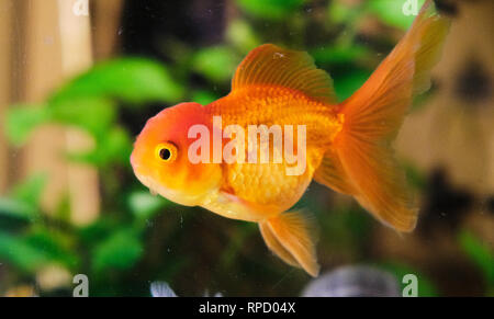 Oranda goldfish Stock Photo