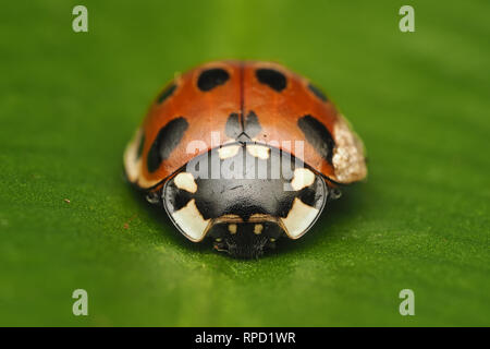 Frontal view of an Eyed Ladybird (Anatis ocellata) resting on Hart's tongue fern in winter. Tipperary, Ireland Stock Photo