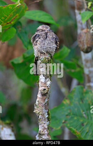 Ladder-tailed Nightjar at Sani Lodge on the Napo River Ecuador Amazon Stock Photo