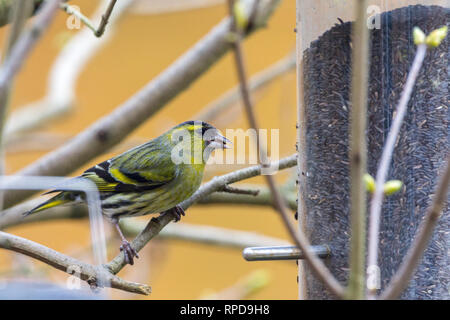 Siskin feeding from garden niger seed feeder. Male plumage blackish cap and bib yellow wing bars forked tail streaky yellow green body and pale belly. Stock Photo