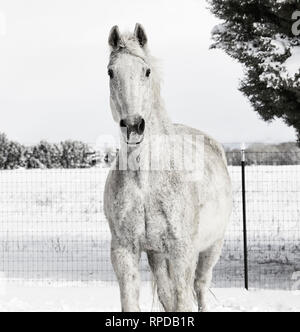 Beautiful white horse attentively looking at the camera, standing in newly fallen snow Stock Photo
