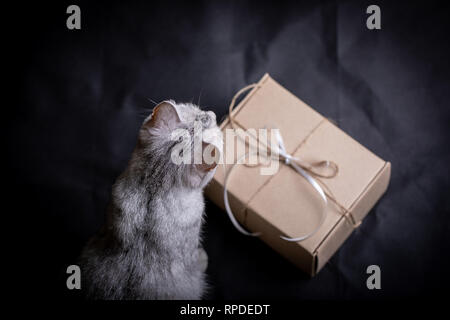 Background with gift box and gray cat Stock Photo