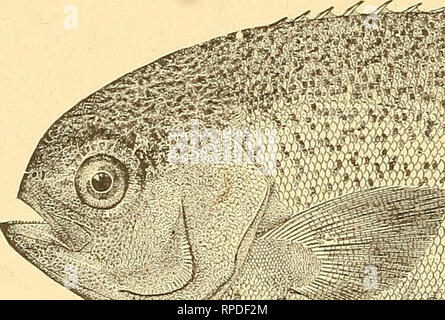 Portland, Maine, USA. 27th Sep, 2022. Three pollock fish caught in a gillnet  fishing net being hoisted on board a commercial fishing boat off the coast  of Maine A board a gillnet