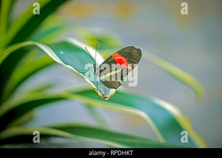 Butterfly conservatory or museum indoor at Niagara Falls, Ontario, Canada Stock Photo