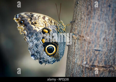 Butterfly conservatory or museum indoor at Niagara Falls, Ontario, Canada Stock Photo