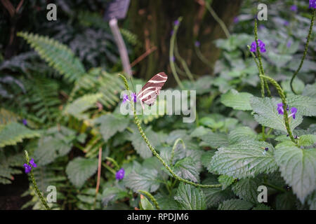 Butterfly conservatory or museum indoor at Niagara Falls, Ontario, Canada Stock Photo