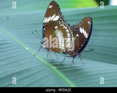 Butterfly conservatory or museum indoor at Niagara Falls, Ontario, Canada Stock Photo