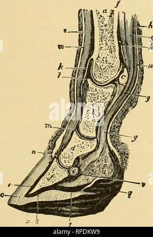 Horse Hind Leg Bones - Horse Equus Anatomy - isolated on white Stock