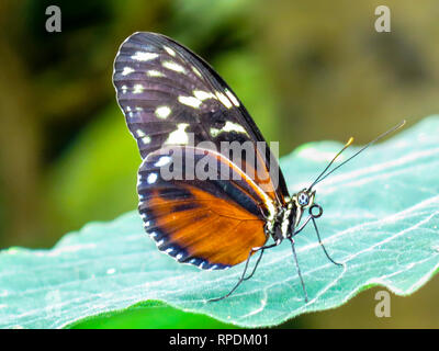 Butterfly conservatory or museum indoor at Niagara Falls, Ontario, Canada Stock Photo