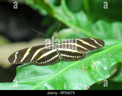 Butterfly conservatory or museum indoor at Niagara Falls, Ontario, Canada Stock Photo