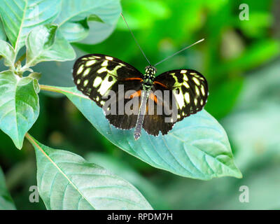 Butterfly conservatory or museum indoor at Niagara Falls, Ontario, Canada Stock Photo