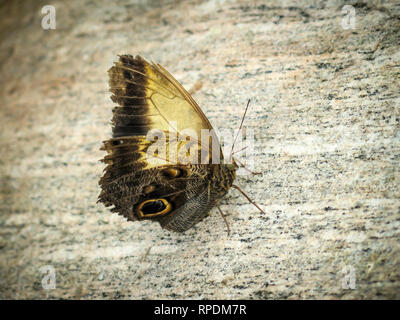 Butterfly conservatory or museum indoor at Niagara Falls, Ontario, Canada Stock Photo