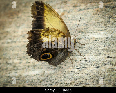 Butterfly conservatory or museum indoor at Niagara Falls, Ontario, Canada Stock Photo