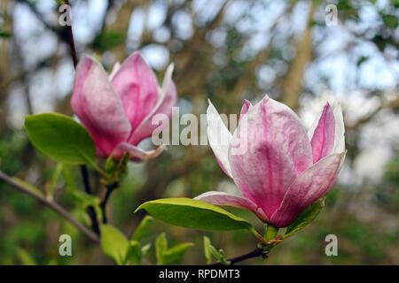 Two purple Saucer Magnolia blossoms flowers. Magnolia x soulangeana ...