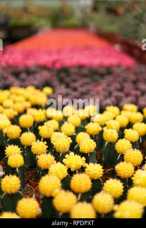 Cactus farm at Cameron Highland Malaysia Stock Photo - Alamy
