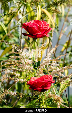 View of two bright red roses (genus Rosa) with focus on the upper flower. Stock Photo