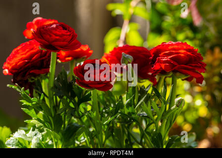 Red ranunculus flowers with bud and green plant stems Stock Photo