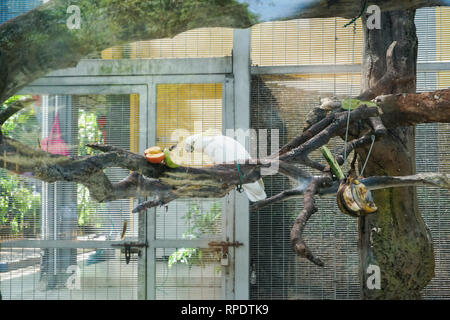 Parrot in captivity - image Stock Photo