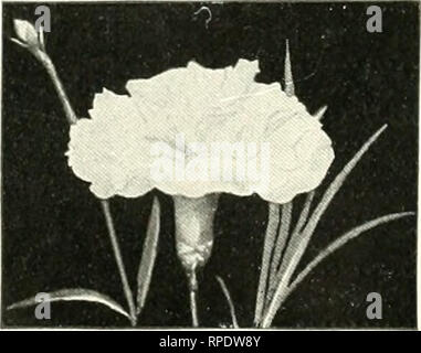 . The American carnation, how to grow it ... Carnations. Index PAGE Tile, sub-irrigation' 174 Time to pollinate 199 Time to set out young' stoclc in field. 92 Tobacco dust 127 Tobacco, evaporating in propagating house 83 Tobacco for fumigating 48 Tobacco mixture 127 Topping in greenhouse 47 Traits and peculiarities 221 Treatment after benching until plants are in bloom Ill Tying and staking 46 U-bar, new galvanized iron, construc- tion* 159 Variations and sports 224 Varieties, bedding 190 Varieties, early, in America 22 Ventilating forcing house 1S4 Viola Allen* 110 Voorhees, Edward B.. quoted Stock Photo