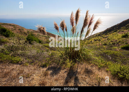 Bulrushes above the Pacific Ocean on State Route 1 (the Shoreline Highway), above Meyer Gulch, California, America Stock Photo