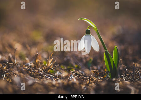 One snowdrops flower (Galanthus nivalis) at spring isolated on brown dried grass with blurred backgroung. The first spring flower. Stock Photo