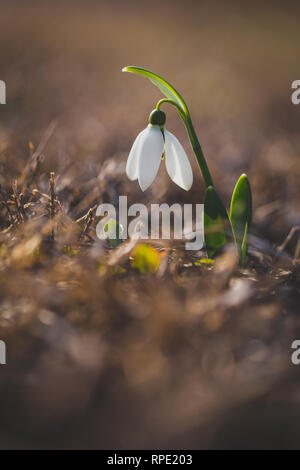One snowdrops flower (Galanthus nivalis) at spring isolated on brown dried grass with blurred backgroung. The first spring flower. Stock Photo