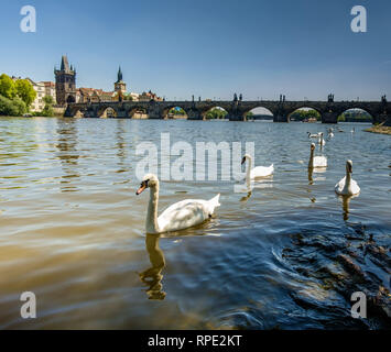 View on Charles bridge and Swans on Vltava river in Prague at sunset, Czech Republic Stock Photo