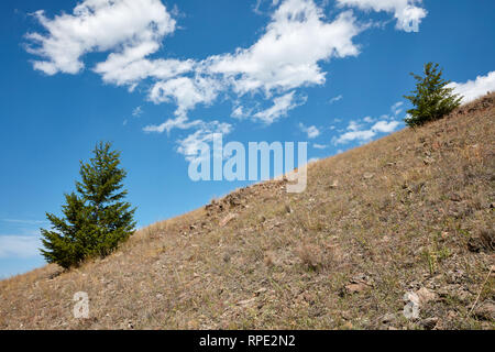 Trees growing on the slope of Big Butte in Butte, Montana Stock Photo