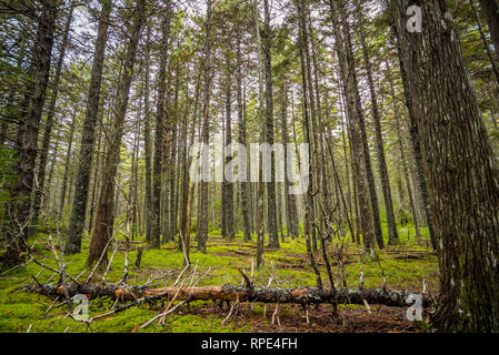 Views from forest ground in Acadia National Park, Maine Stock Photo