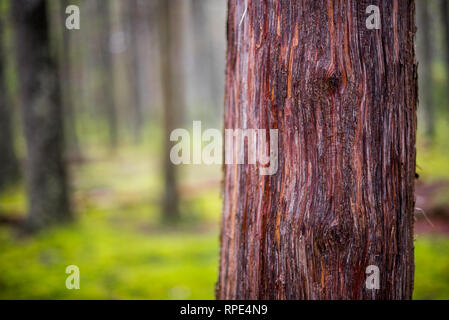 Views from forest ground in Acadia National Park, Maine Stock Photo