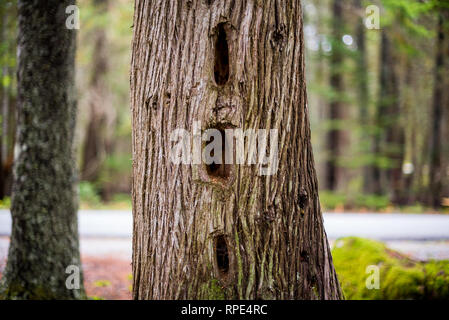 Views from forest ground in Acadia National Park, Maine Stock Photo