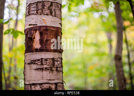 Texture of a birch bark of a young tree. Macro. Wallpaper. Close-up Stock  Photo - Alamy