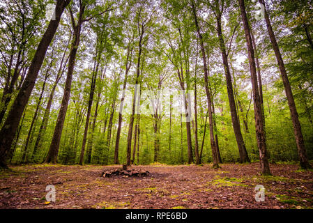 Camp site in Allegheny National Forest, PA Stock Photo