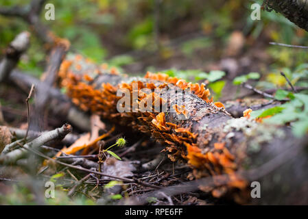 Mushrooms growing on log in Allegheny National Forest, PA Stock Photo
