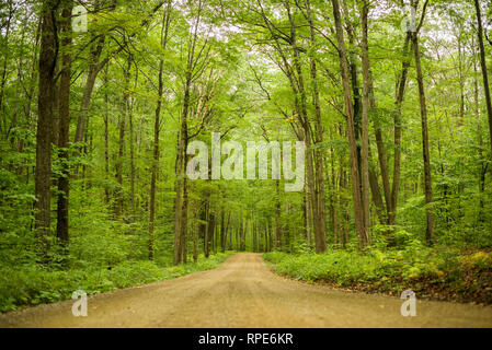 Dirt road in the Allegheny National Forest, PA Stock Photo