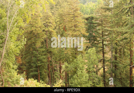 Redwood trees, Pfeiffer Big Sur State Park, California, USA Stock Photo