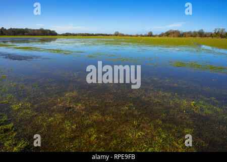 Flooded meadow linking Houghton and Hemingford Abbots villages, Cambridgeshire, England, UK. Stock Photo