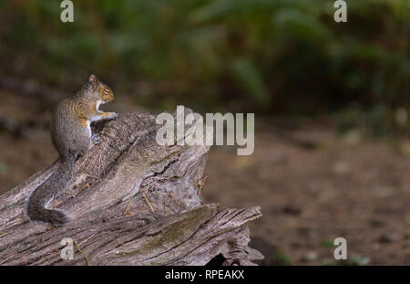 A common grey squirrel feeds and pulls a funny face on an old dead tree trunk in a wood opening. Stock Photo