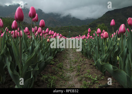 Indira Gandhi Memorial Tulip Garden, Srinagar Kashmir India Stock Photo