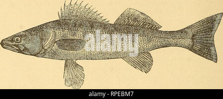 . American fishes; a popular treatise upon the game and food fishes of North America, with especial reference to habits and methods of capture. Fishes. 16 AMERICAN FISHES. other locations the bass easily drives the wall-eye from his feeding grounds.&quot;. THE ZAXDER. S. LUCIOPERCA. They feed upon every kind of small fish, and do not even spare their own offspring. In the sea-going rivers of Germany they prey largely upon the smelt, and in our own waters upon the various small cyprinoids. Insects, larvae, crawfish and worms are also devoured in great numbers, and even frogs and snakes. Their e Stock Photo